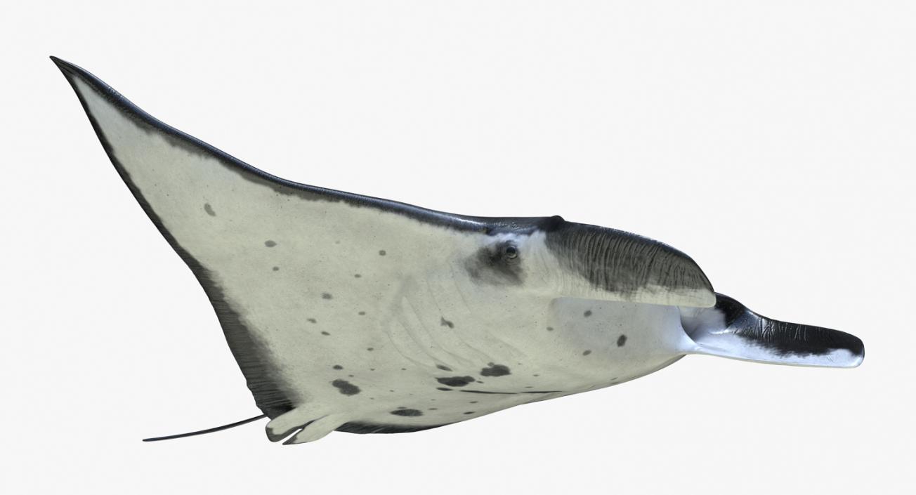 3D Manta Ray Pose 2