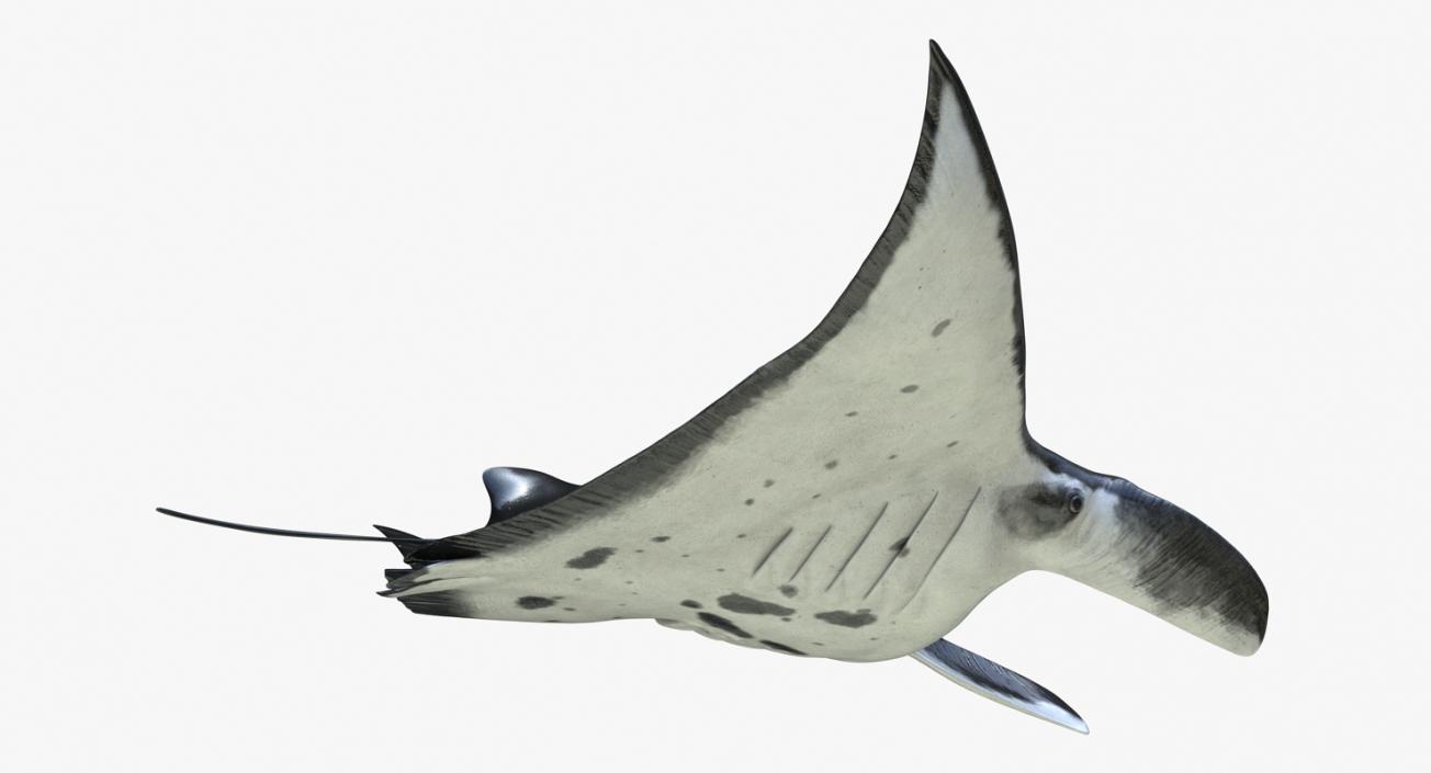 3D Manta Ray Pose 2