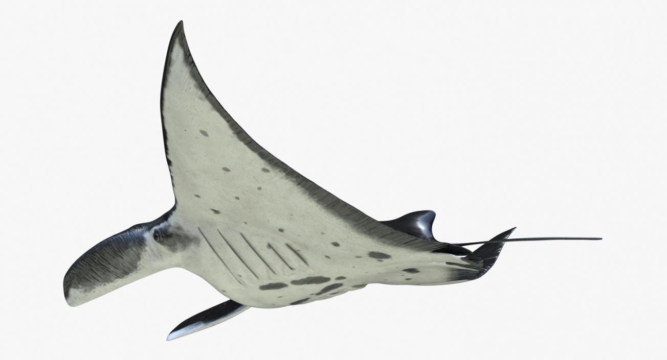 3D Manta Ray Pose 2