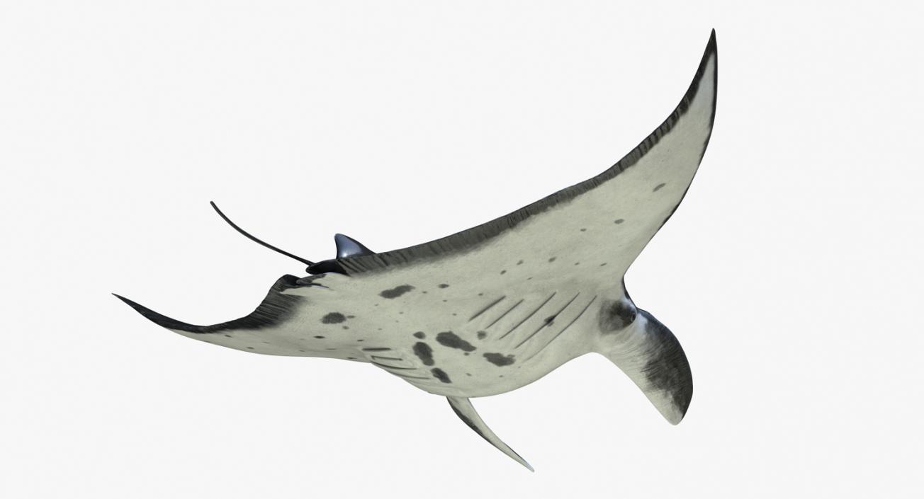 3D Manta Ray Pose 2