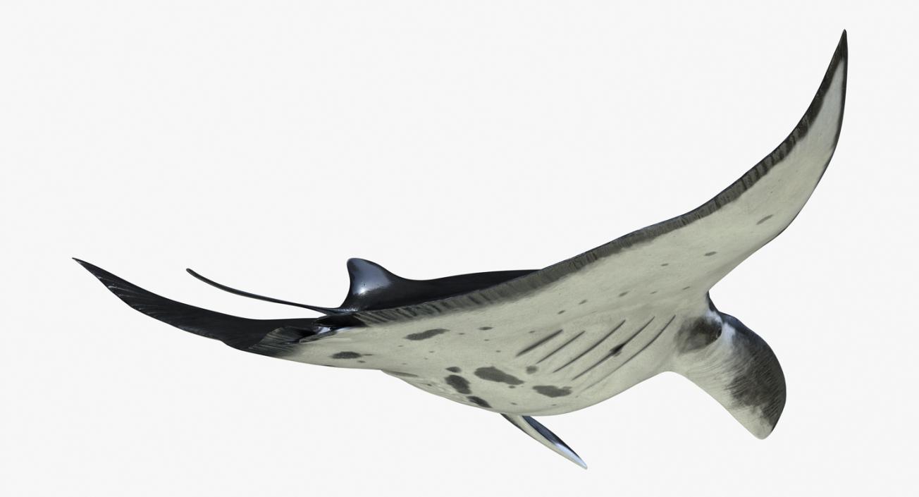 3D Manta Ray Pose 2