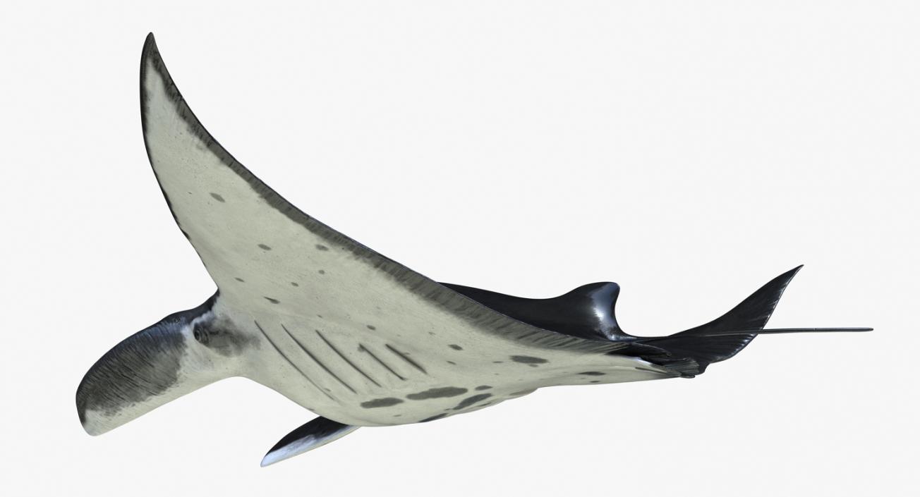 3D Manta Ray Pose 2