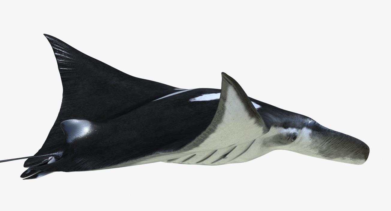 3D Manta Ray Pose 2