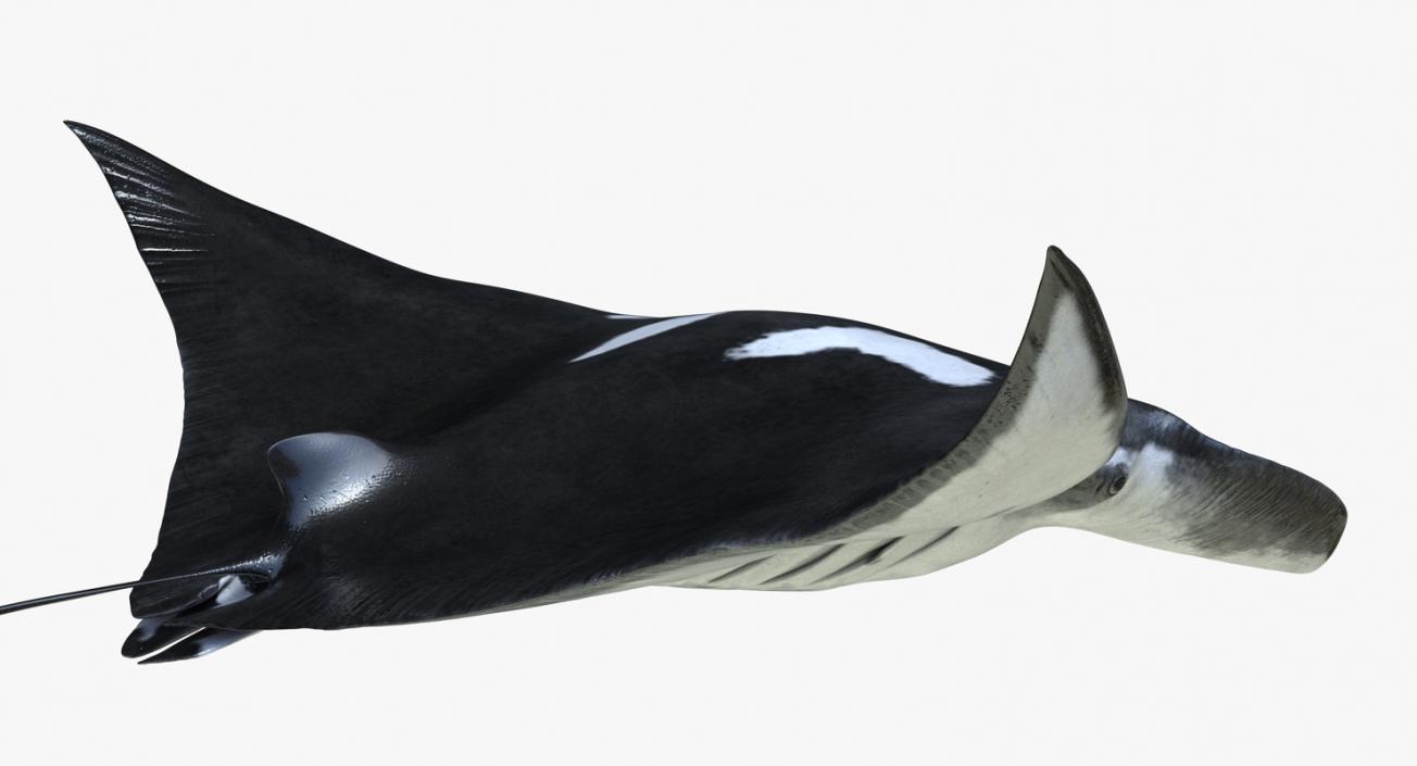 3D Manta Ray Pose 2