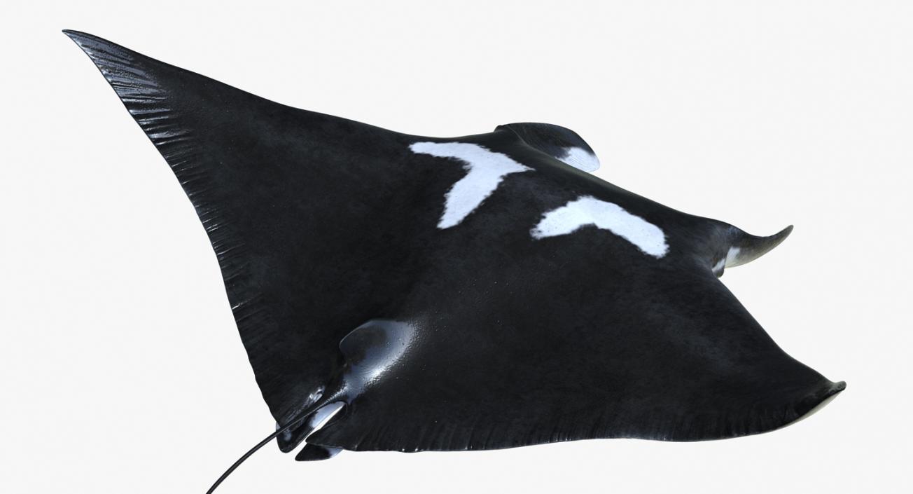 3D Manta Ray Pose 2