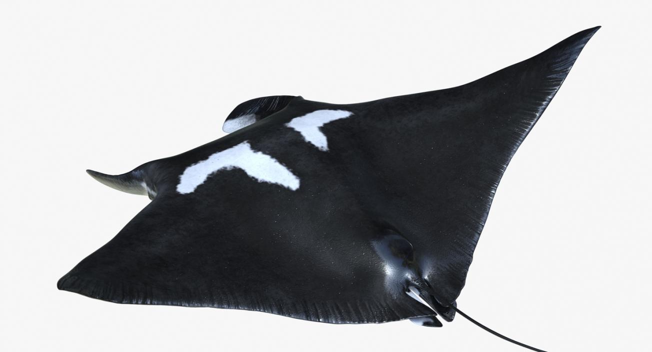 3D Manta Ray Pose 2