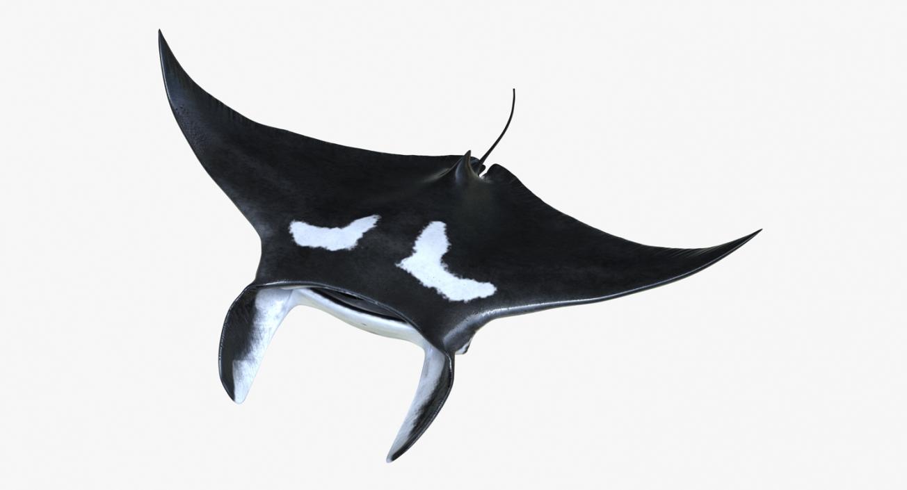 3D Manta Ray Pose 2