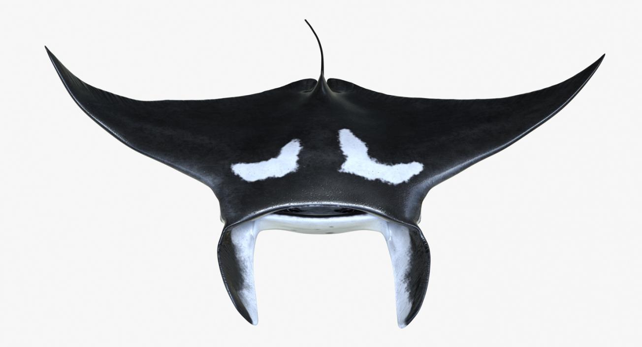 3D Manta Ray Pose 2