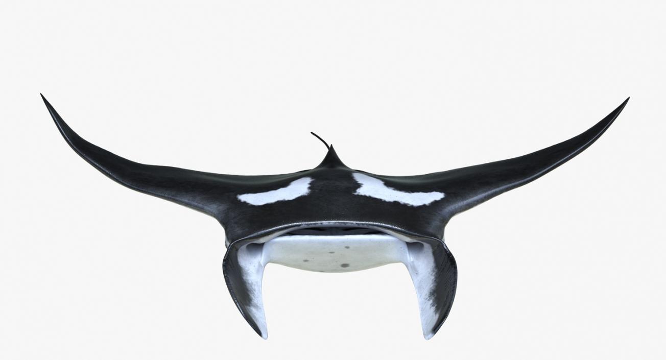 3D Manta Ray Pose 2