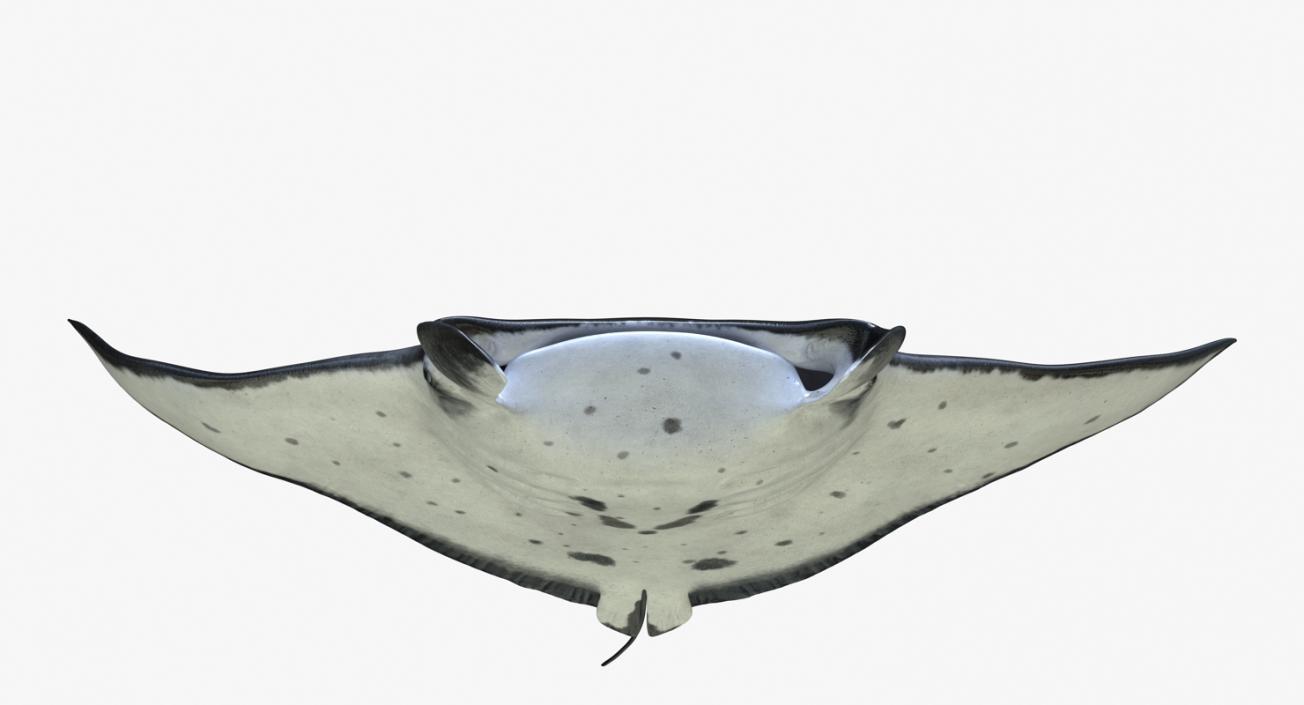 3D Manta Ray Pose 2