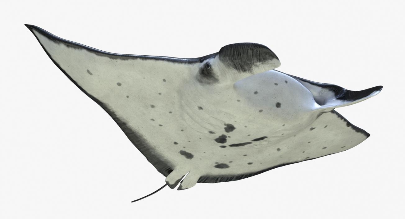 3D Manta Ray Pose 2