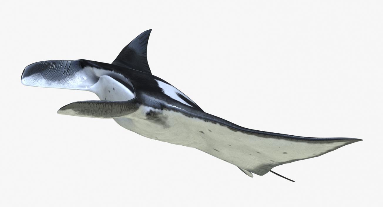 3D Manta Ray Pose 2