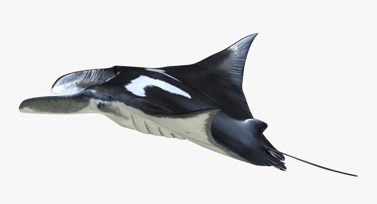 3D Manta Ray Pose 2