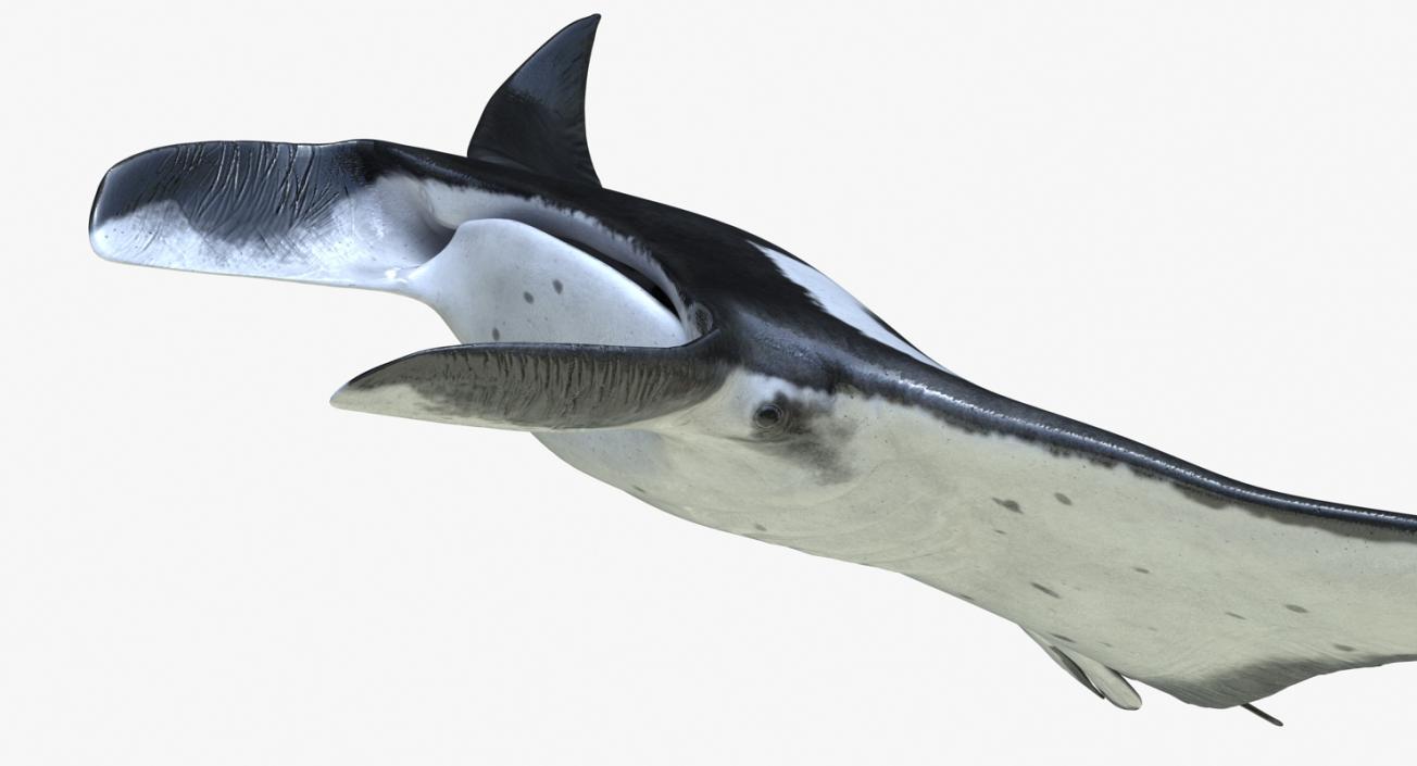 3D Manta Ray Pose 2