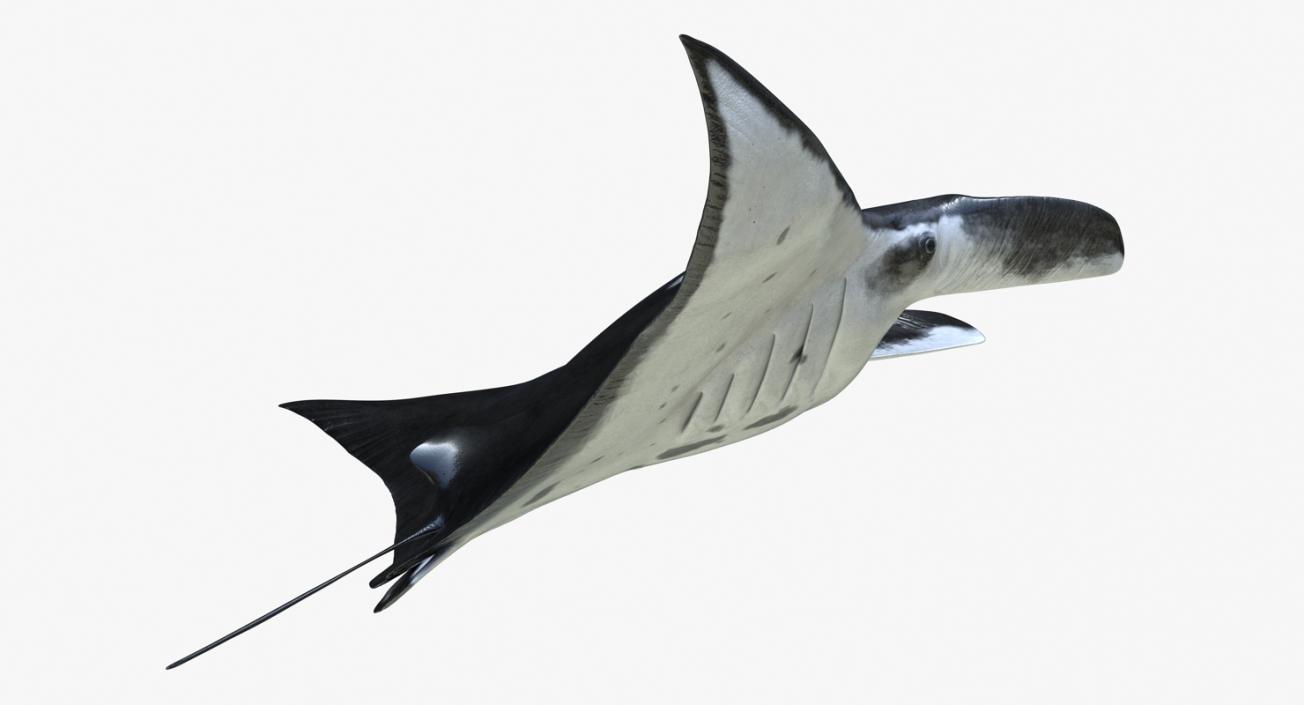 3D Manta Ray Pose 2