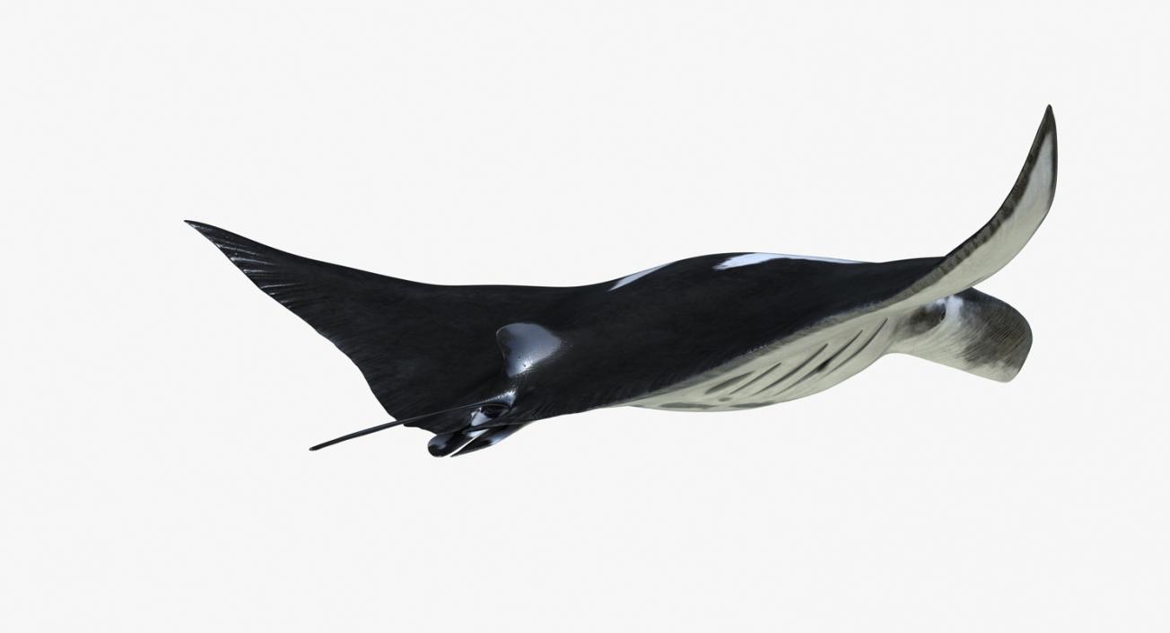 3D Manta Ray Pose 2