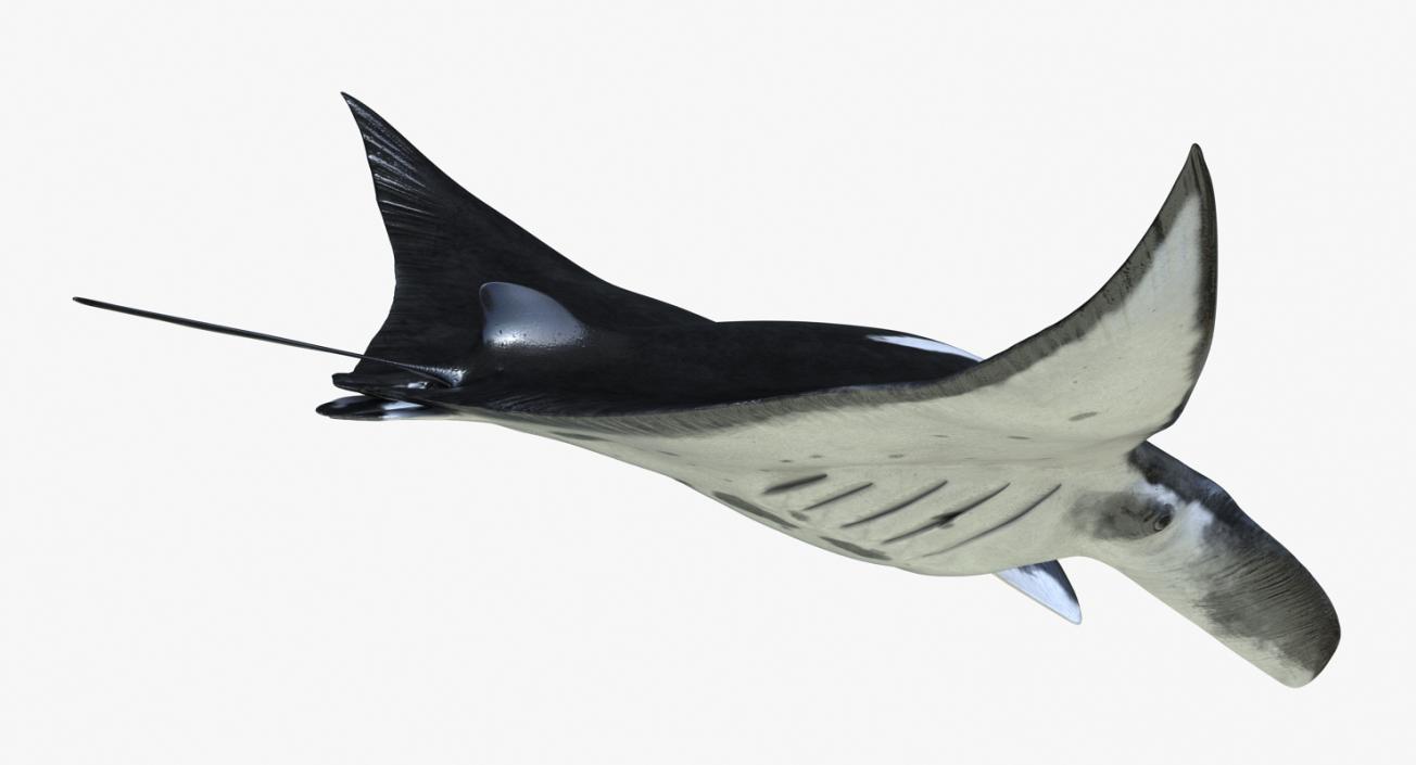 3D Manta Ray Pose 2