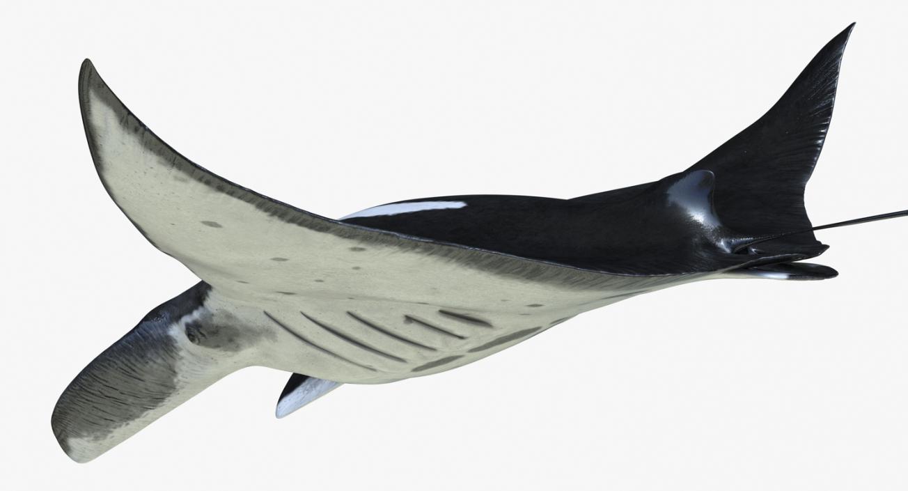 3D Manta Ray Pose 2