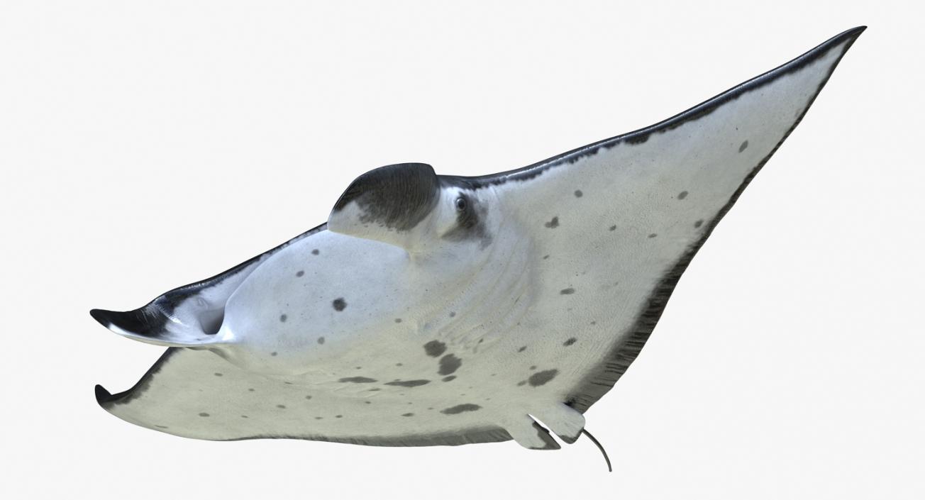 3D Manta Ray Pose 2