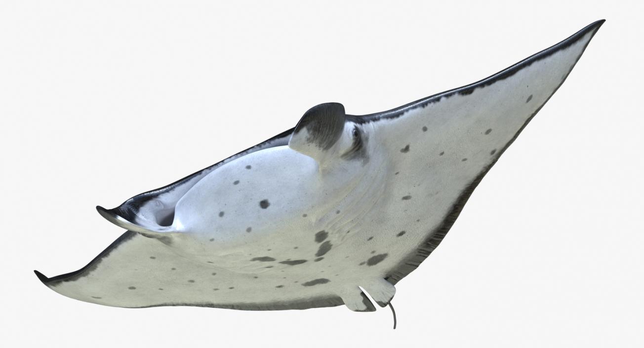 3D Manta Ray Pose 2