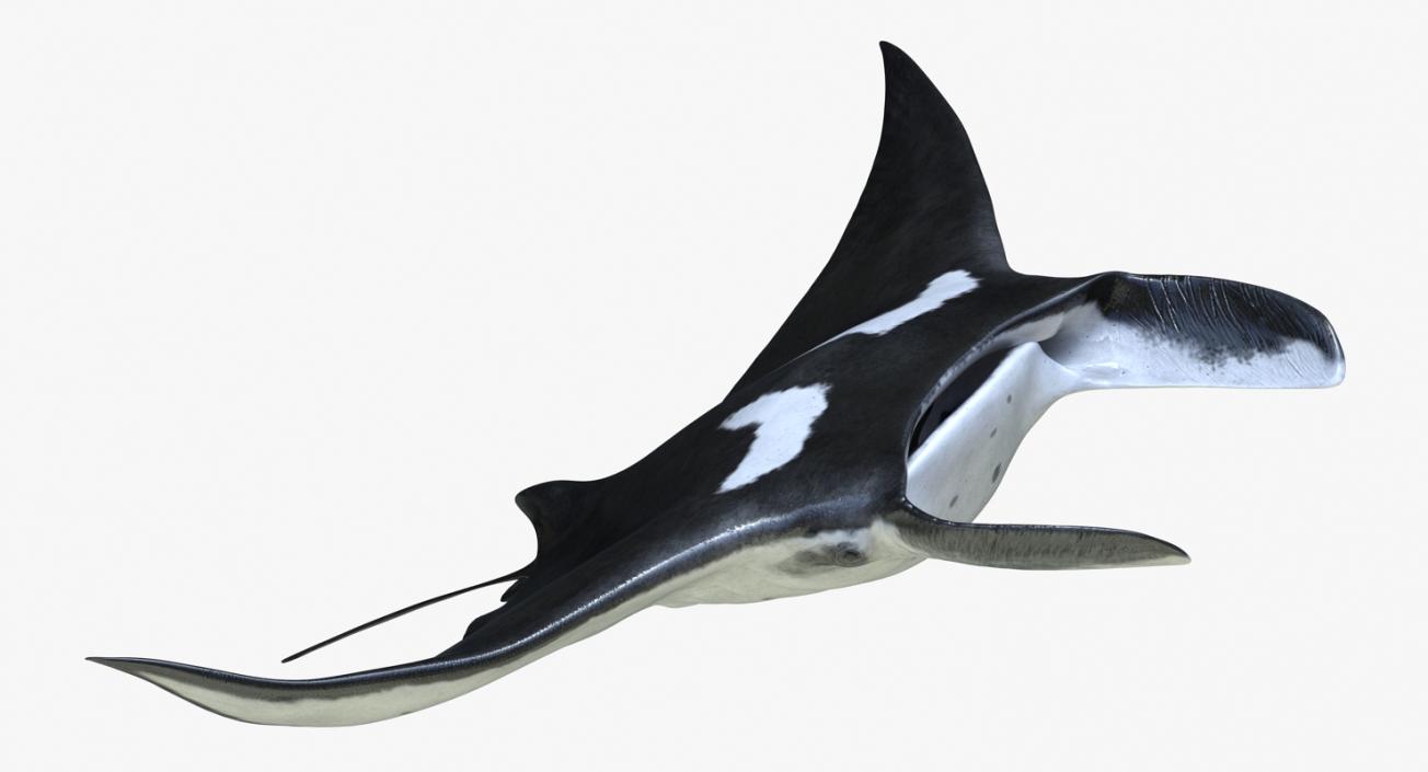 3D Manta Ray Pose 2