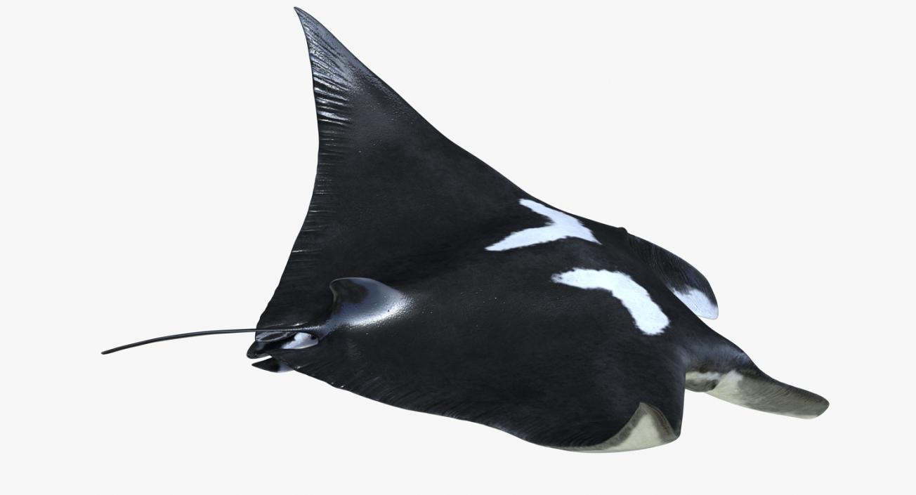 3D Manta Ray Pose 2