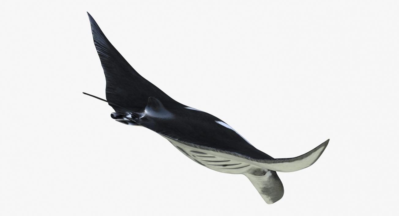 3D Manta Ray Pose 2