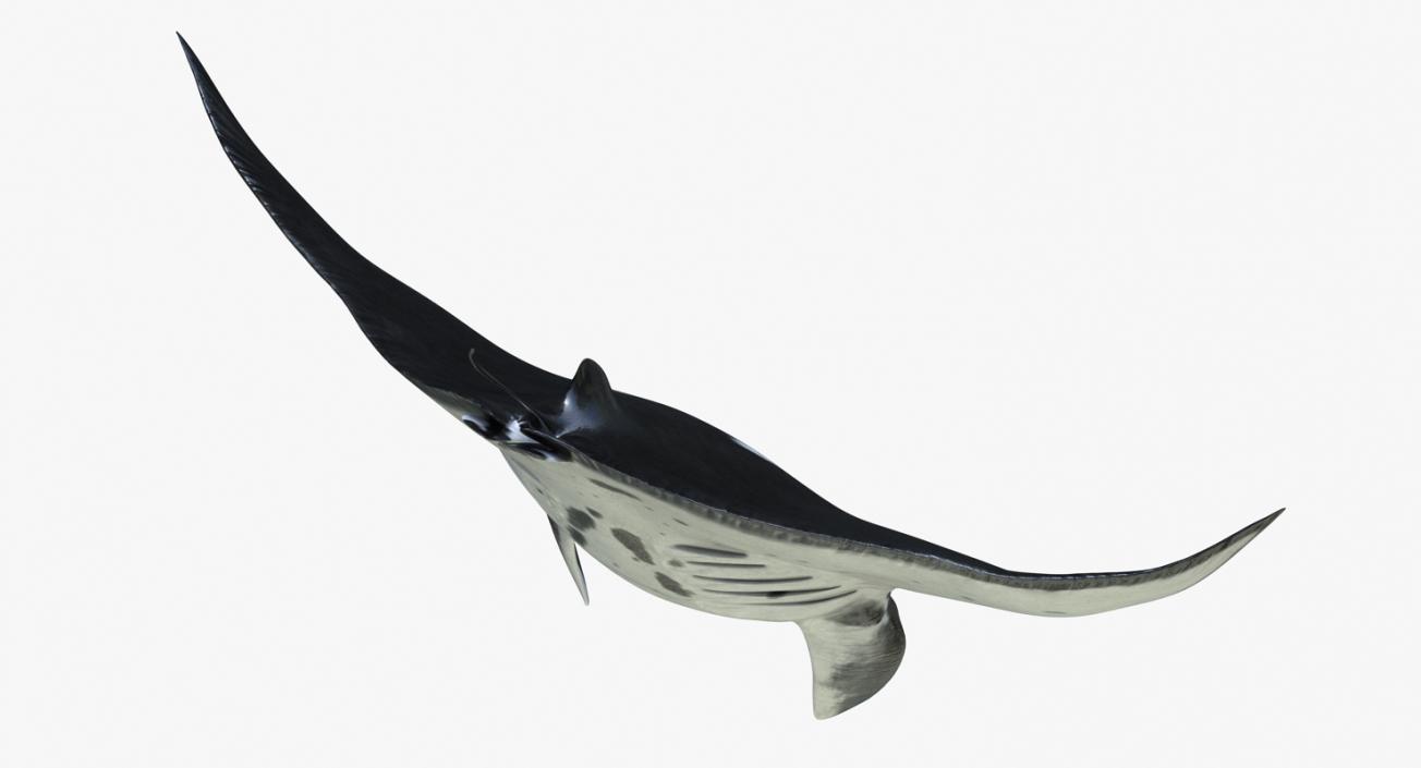 3D Manta Ray Pose 2