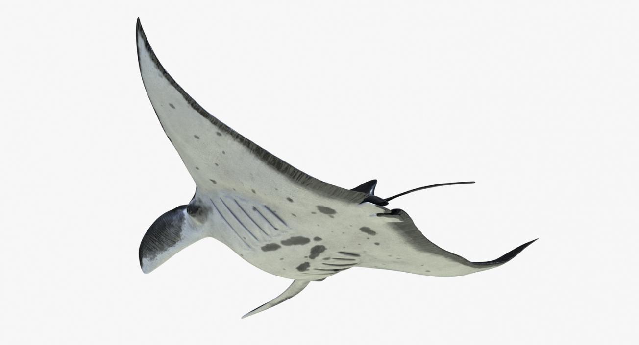 3D Manta Ray Pose 2