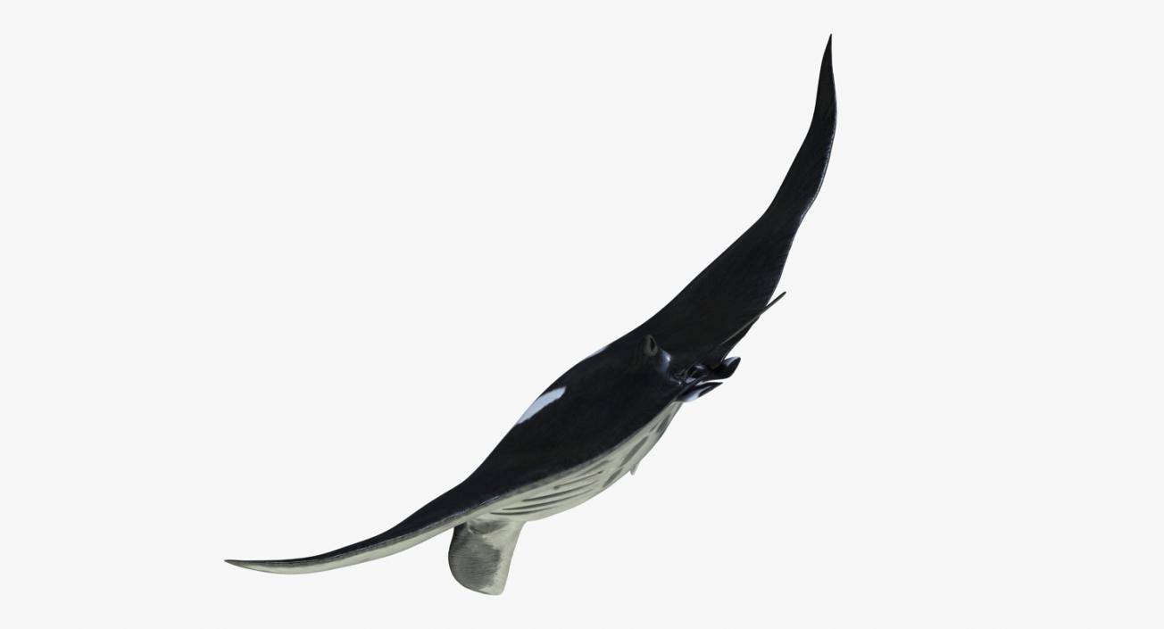 3D Manta Ray Pose 2