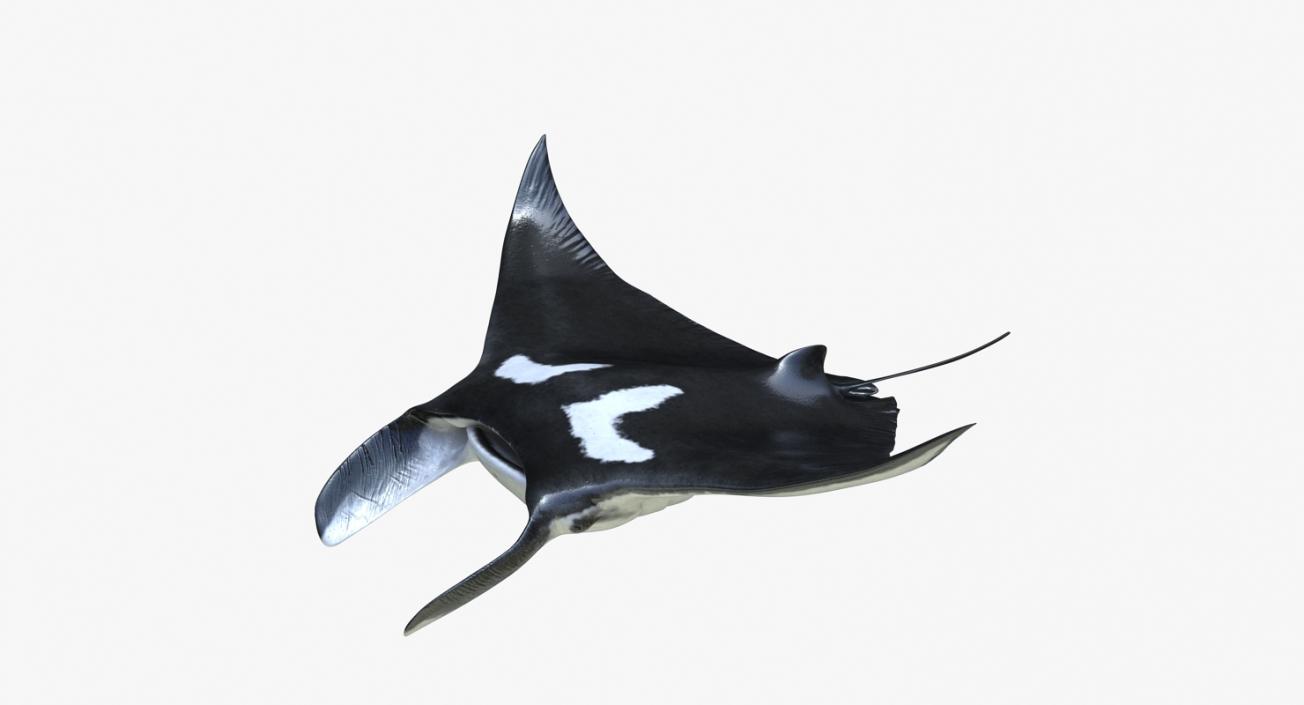 3D Manta Ray Pose 2