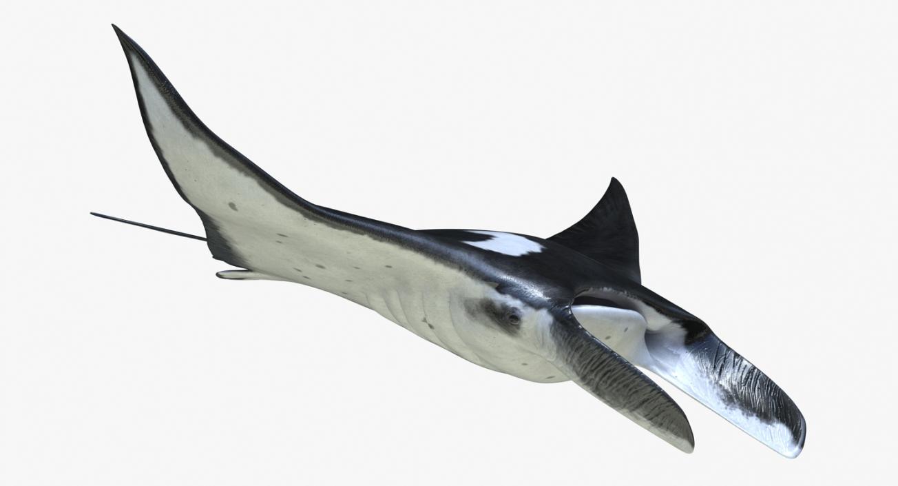 3D Manta Ray Pose 2