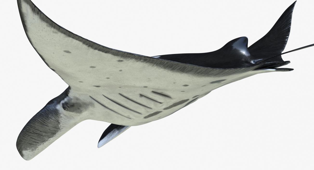 3D Manta Ray Pose 2