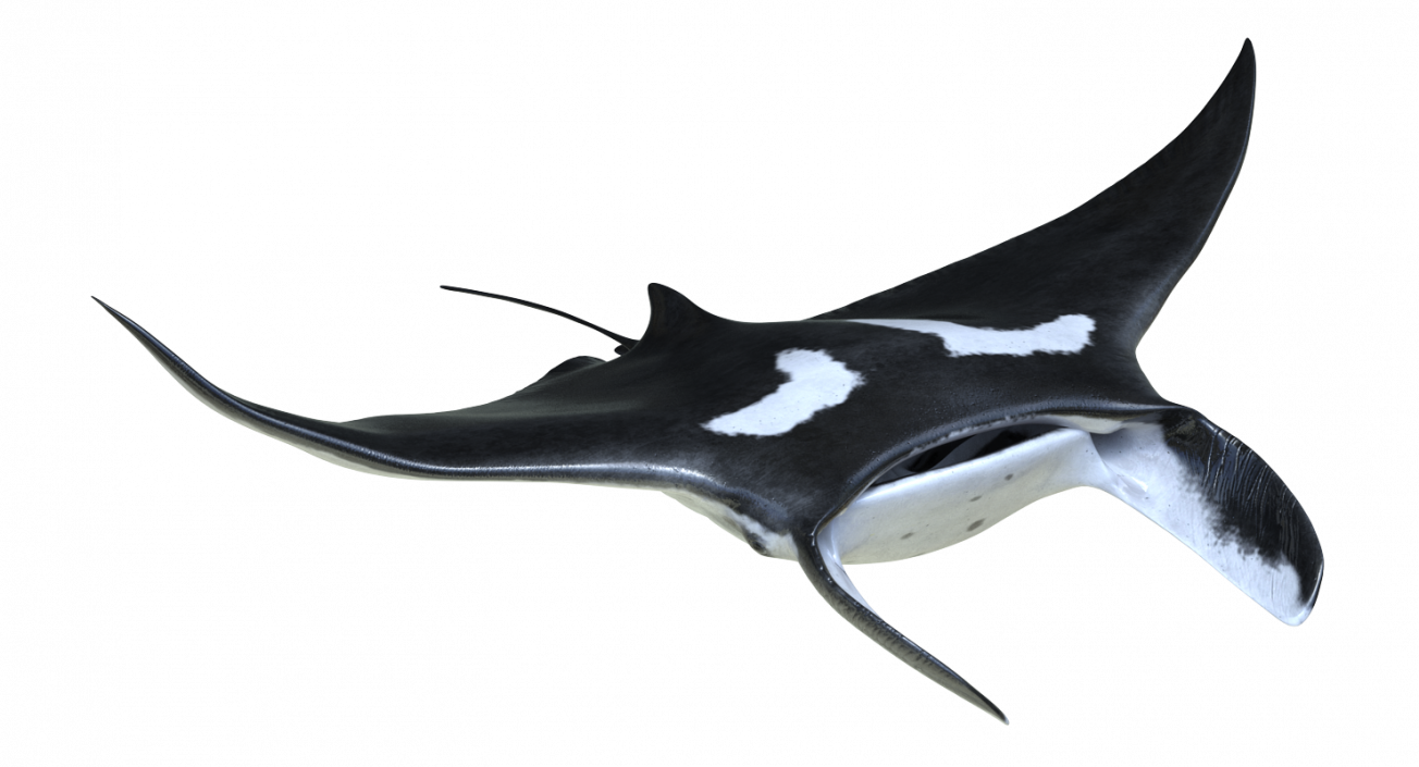 3D Manta Ray Pose 2