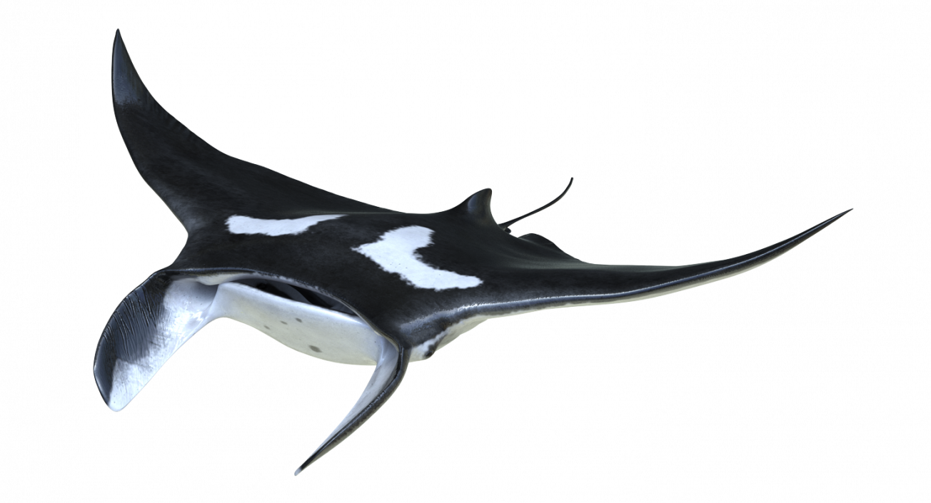 3D Manta Ray Pose 2