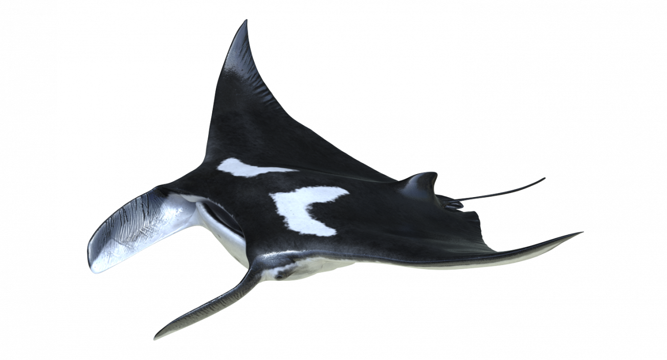 3D Manta Ray Pose 2