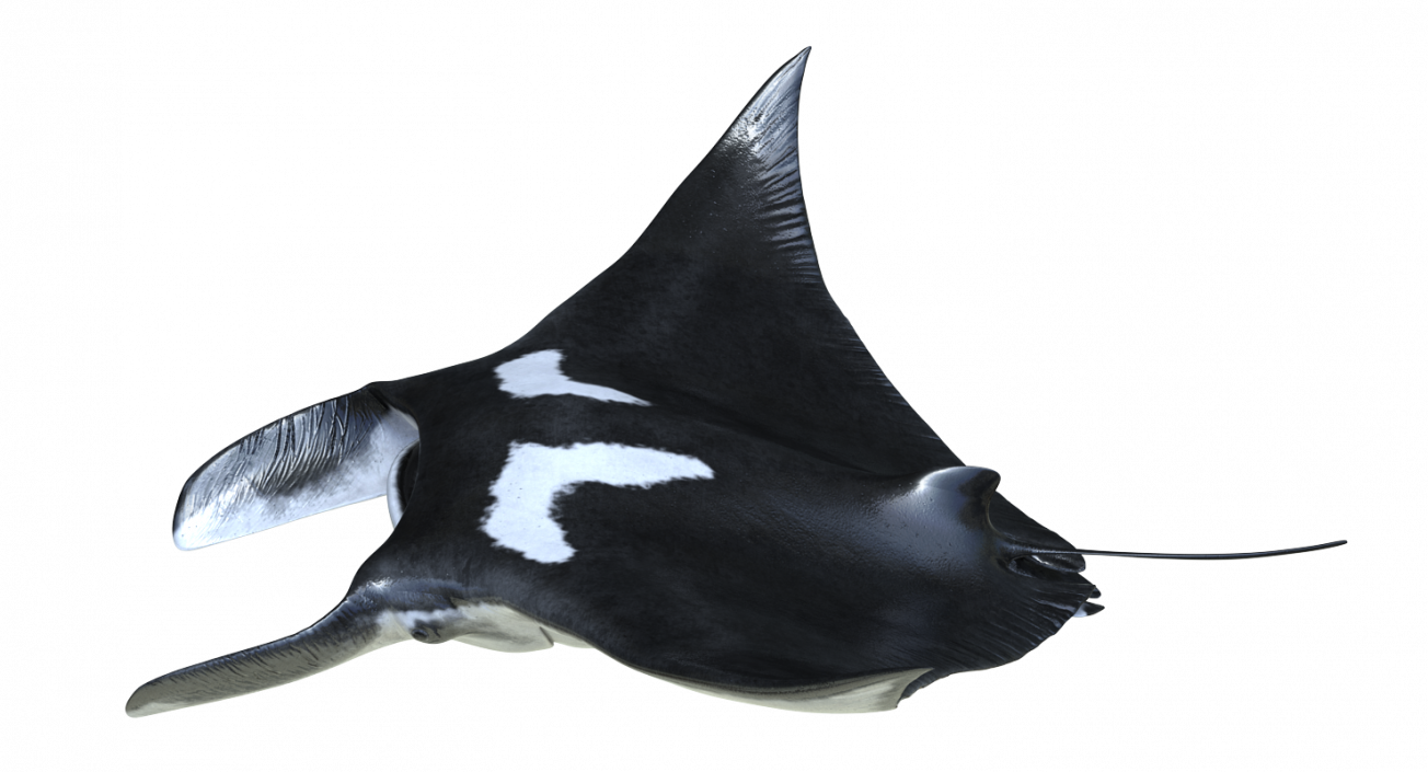 3D Manta Ray Pose 2