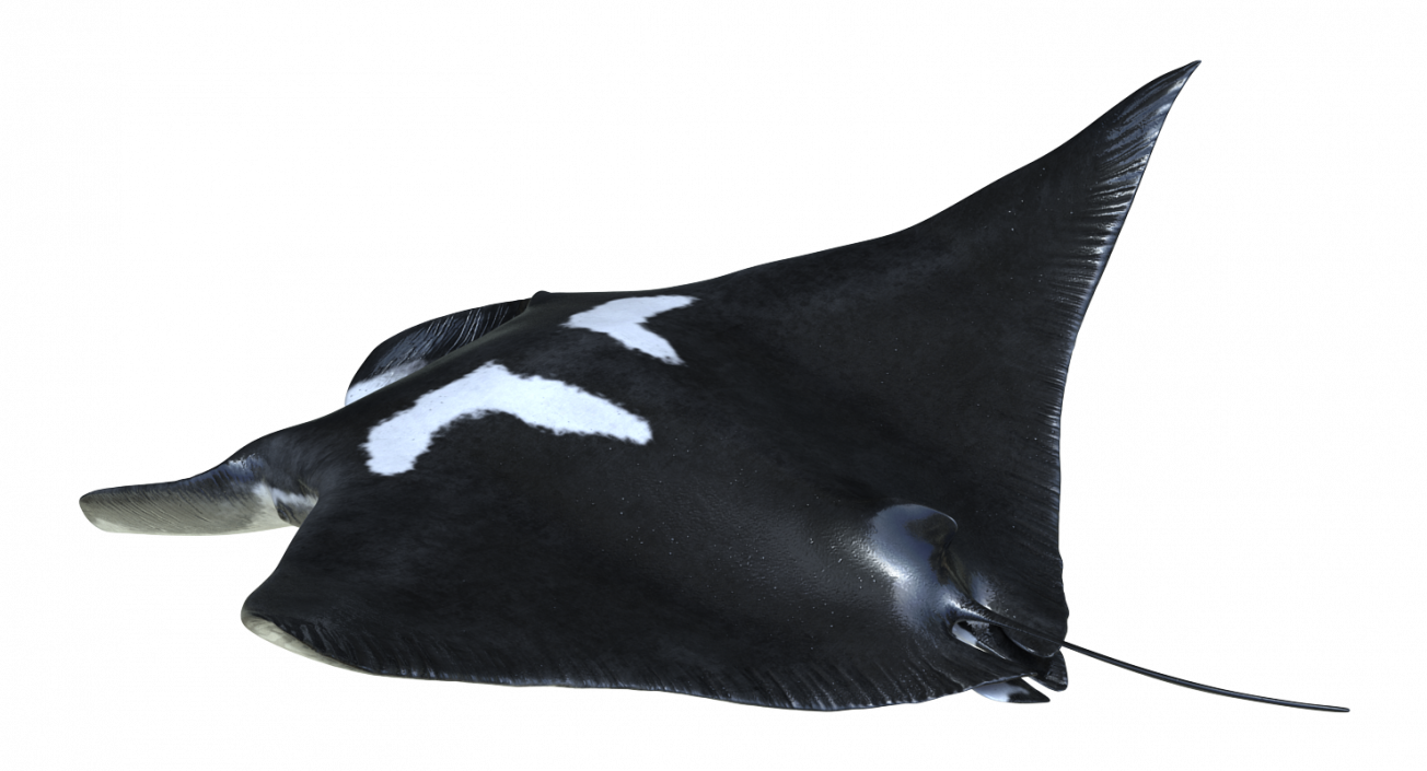 3D Manta Ray Pose 2