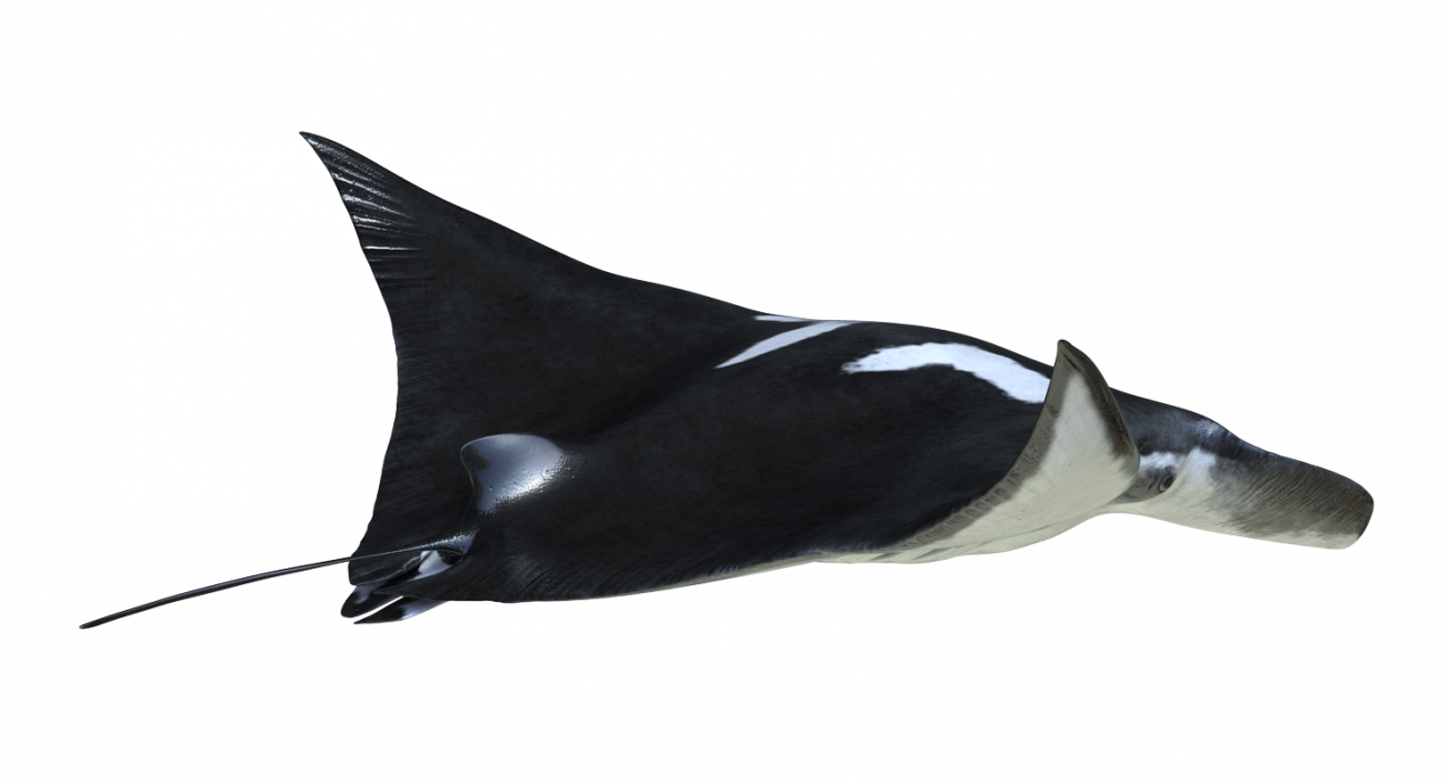 3D Manta Ray Pose 2