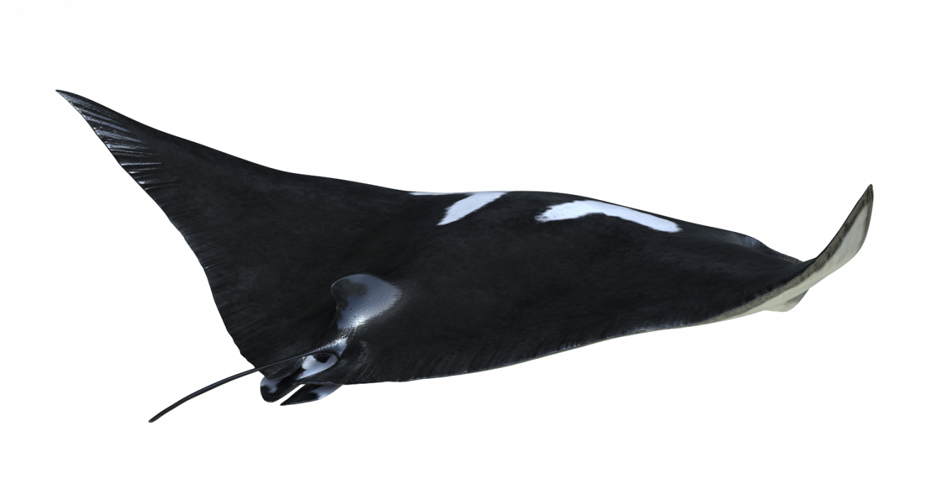 3D Manta Ray Pose 2