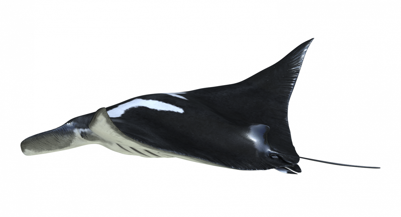 3D Manta Ray Pose 2