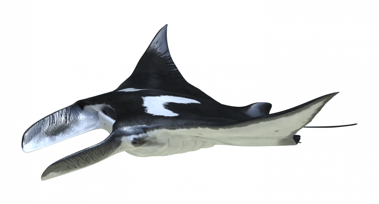 3D Manta Ray Pose 2