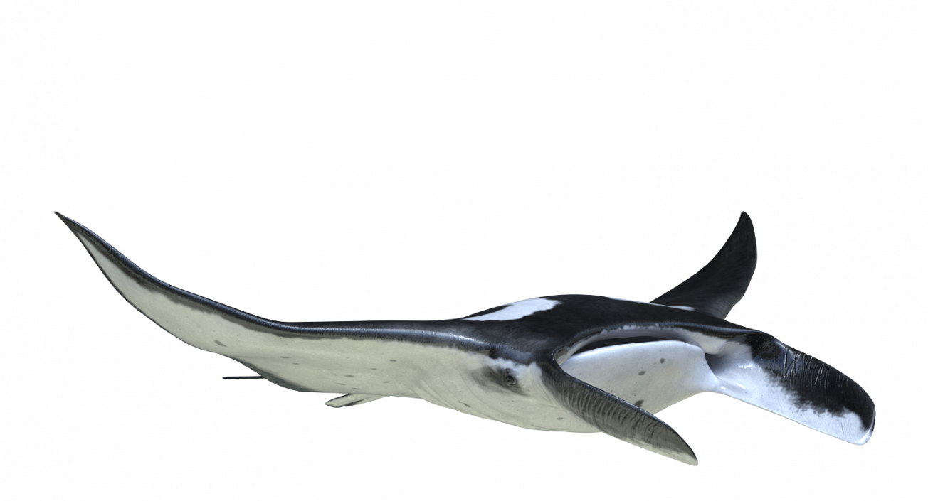 3D Manta Ray Pose 2