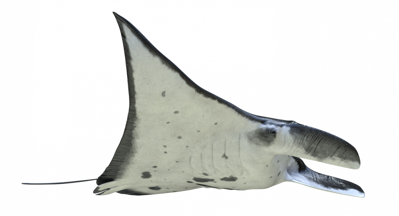 3D Manta Ray Pose 2