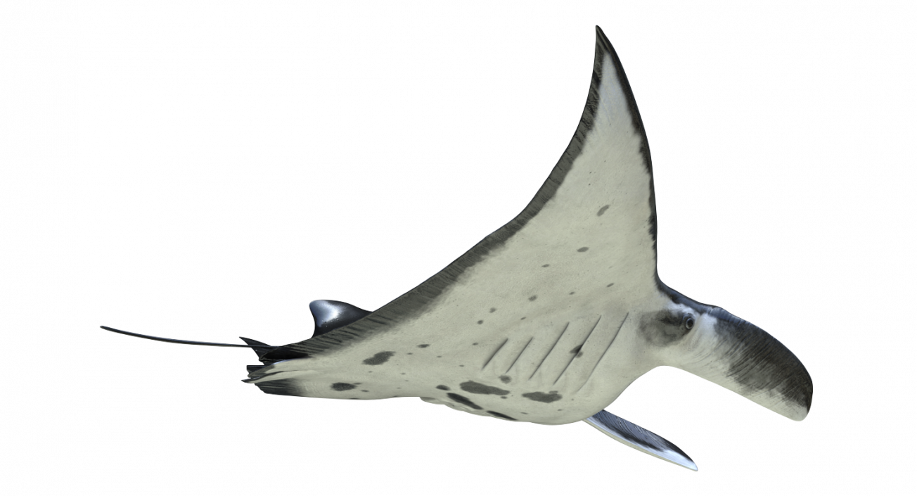 3D Manta Ray Pose 2