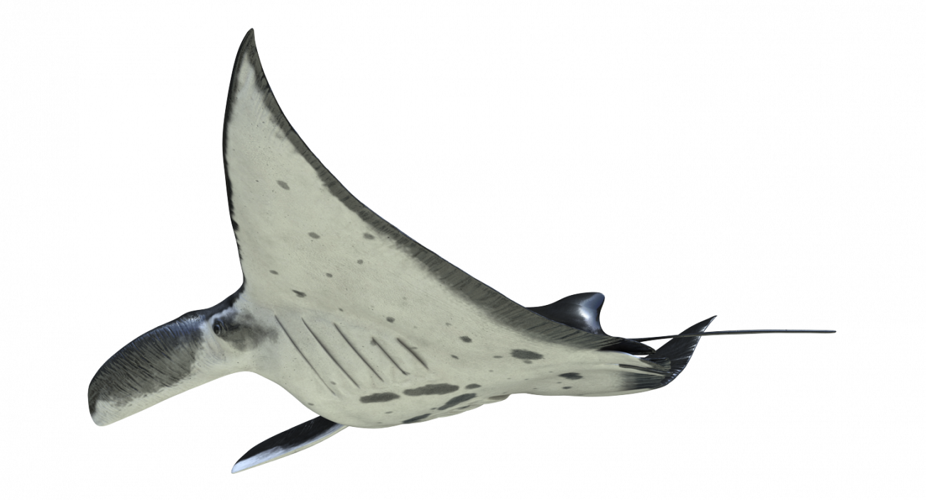 3D Manta Ray Pose 2