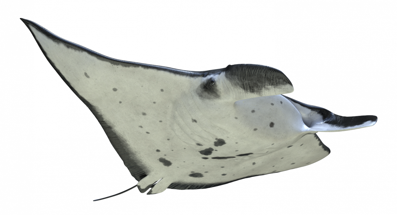 3D Manta Ray Pose 2