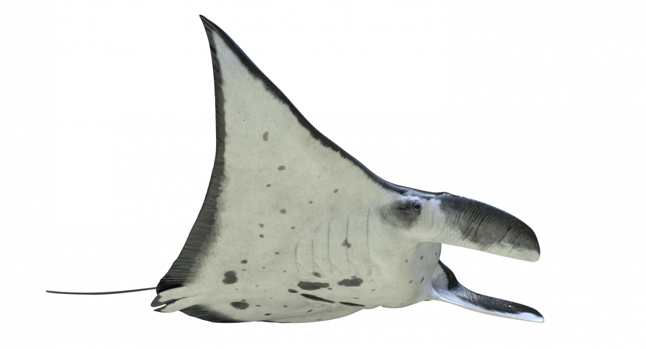 3D Manta Ray Pose 2