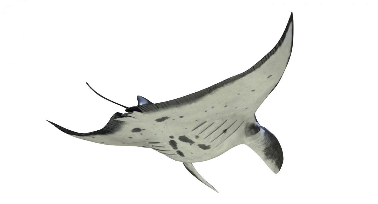 3D Manta Ray Pose 2