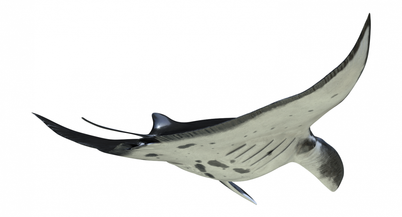 3D Manta Ray Pose 2